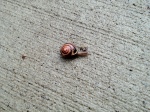 KBB_snail_on_sidewalk