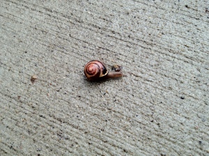 KBB_snail_on_sidewalk